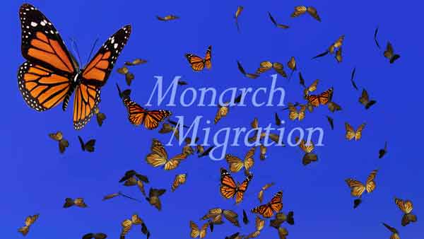 MonarchMigration 600