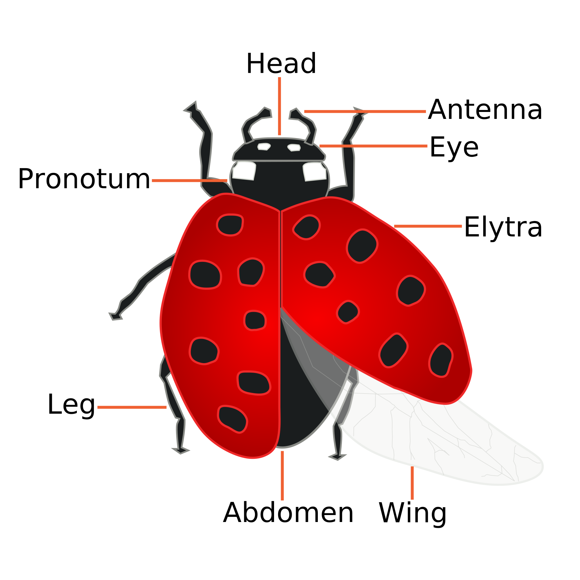 Lady bug life cycle | scienceisfun