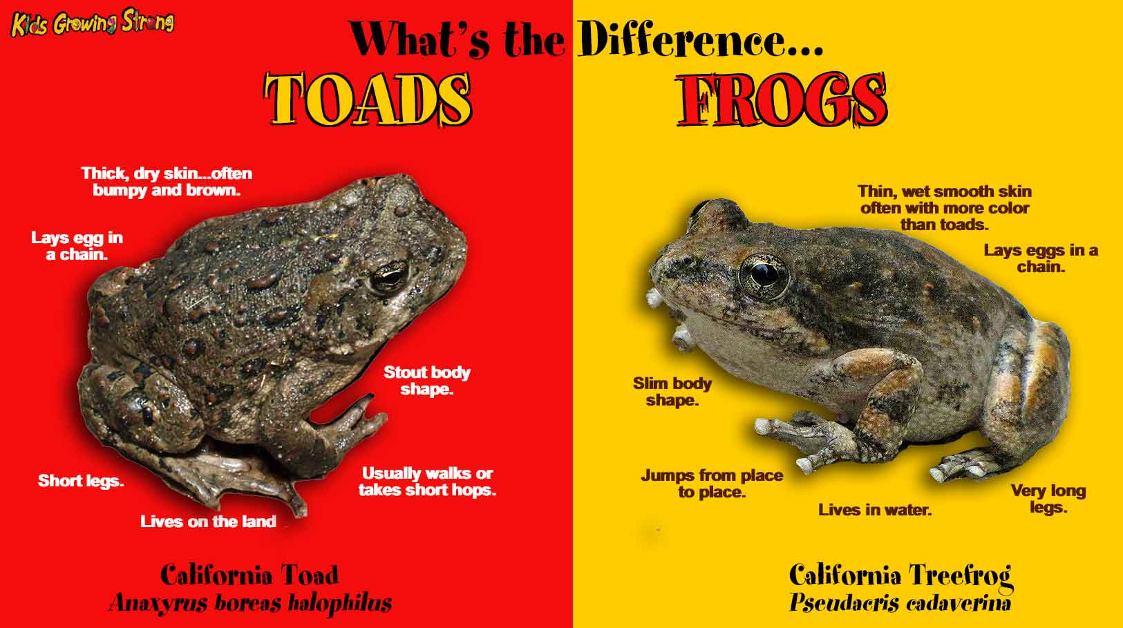 Toads Kids Growing Strong