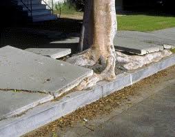 The power of roots breaking through concrete a sidewalk.