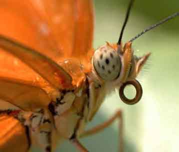 Featured image of post Does Butterflies Have Eyes - Ant, mosquito, bee, butterfly, caterpillar, grasshopper, dragonfly, ladybug.