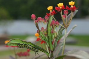 KE monarch caterpillar IMG_0006