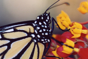 Monarch-Up-Close-001