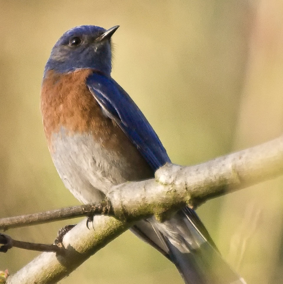 Bluebird Conservation
