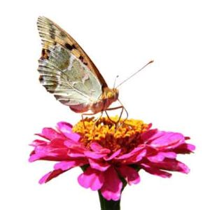 butterfly-nectar