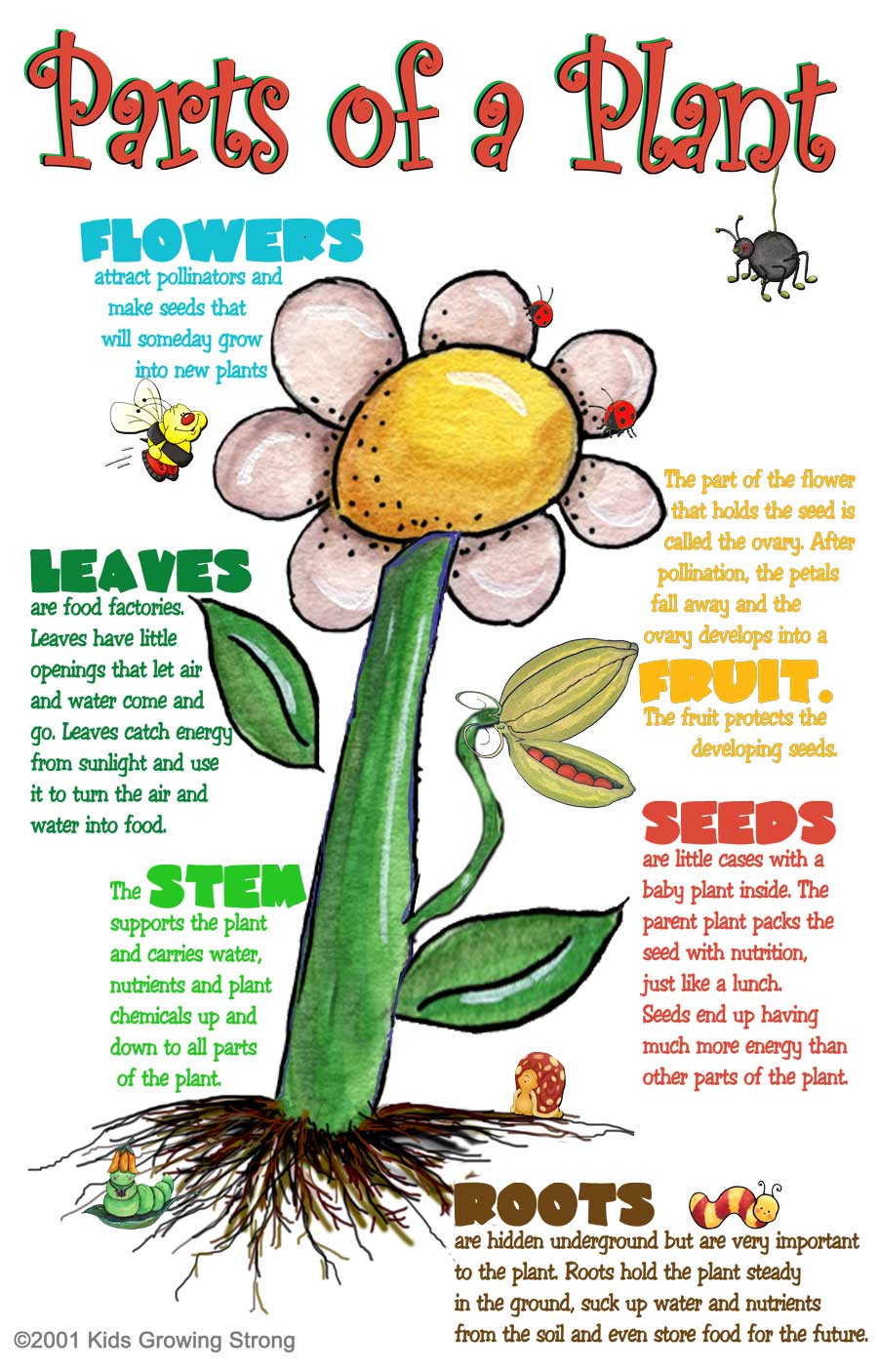 Distinguishing the Parts of a Flower