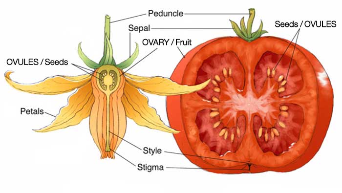 anatomi buah zenius